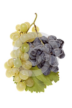 Bulgarian blue grape cluster