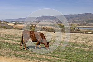 Bulgarian brown beef