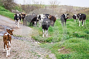 Bulgarian Brown Black White Domestic Cows `Bos Taurus` mammals