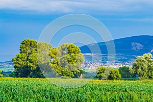 Bulgarian countryside corn plantation summertime view Plovdiv valley