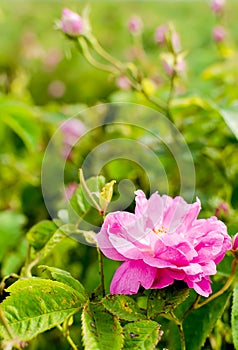 Bulgarian Damascena Rose