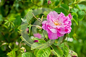 Bulgarian Damascena Rose