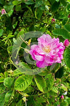 Bulgarian Damascena Rose
