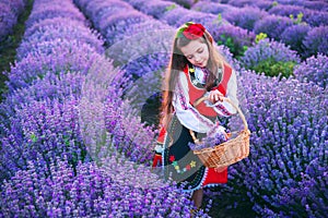 Bulgarian girl in ethnic traditional folklore dress picking lavender herbs in basket during sunset over field