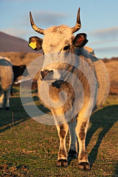 Bulgarian gray cattle