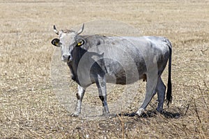 Bulgarian gray cattle