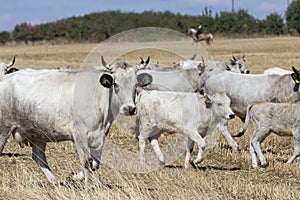 Bulgarian gray cattle