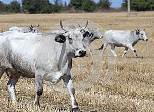 Bulgarian gray cattle