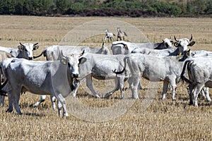 Bulgarian gray cattle