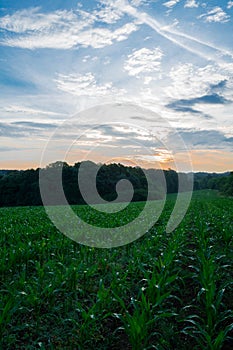Bulgarian green short cornfield