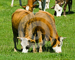 Bulgarian leopard cow on a mountain pasture