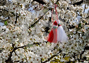 Bulgarian martenitsa on blossom tree.