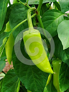 Sprout of the green pepper growing in a kitchen garden. Bulgarian pepper paprika. Green hot habanero chilli pepper