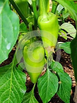 Sprout of the green pepper growing in a kitchen garden. Bulgarian pepper paprika. Green hot habanero chilli pepper