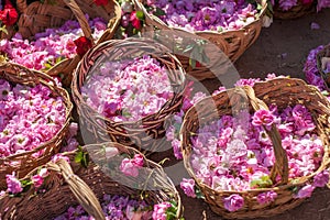 Bulgarian pink rose photo