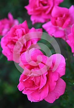 Bulgarian rose photo