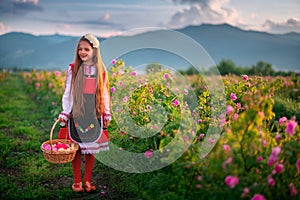 Bulgarian Rose Damascena field, Roses valley Kazanlak, Bulgaria. Girl in ethnic folklore clothing harvesting oil-bearing roses at