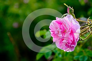 Bulgarian rose field near Karlovo