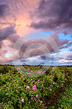 Bulgarian rose field near Karlovo