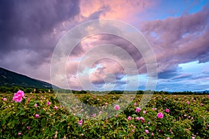 Bulgarian rose field near Karlovo