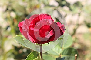 A Bulgarian Rose from Me - Taken in Bulgaria - Southwest Bulgaria Pirin