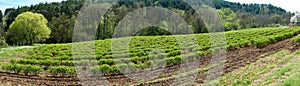 Bulgarian rose valley near Kazanlak. Rose Damascena fields early in spring - banner