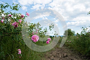 Bulgarian rose valley near Kazanlak. Rose Damascena fields early in spring. Damascene rose is used for rose oil productio