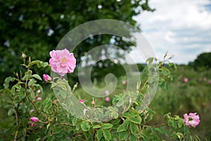 Bulgarian rose valley near Kazanlak. Rose Damascena fields early in spring. Damascene rose is used for rose oil productio