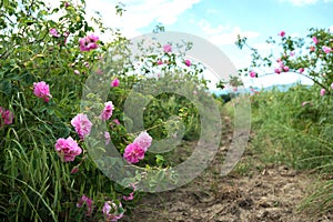 Bulgarian rose valley near Kazanlak. Rose Damascena fields early in spring. Damascene rose is used for rose oil productio