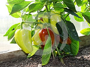 Bulgarian sweet pepper grows and ripens on a bush in a greenhouseGreen pepper plant in greenhouse.