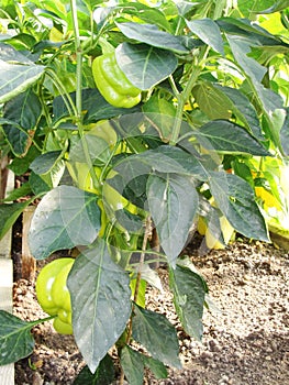 Bulgarian sweet pepper grows and ripens on a bush in a greenhouseGreen pepper plant in greenhouse.