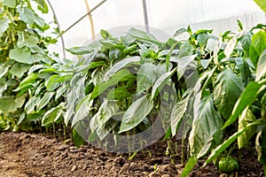 Bulgarian sweet pepper seedlings growing in the greenhouse. The concept of growing healthy food and organic products