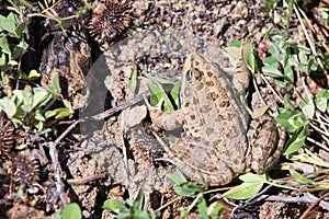 Bulgarian toad