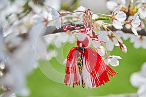 Bulgarian traditional spring decor Martenitsa on the cherry blossom tree. Baba Marta holiday.