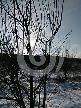 Bulgarian tree land