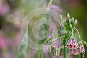 Bulgaricum allium in bloom