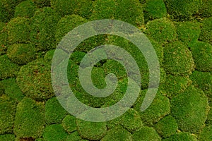 Bulge and bumpy moss and green wall.