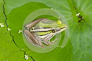 Bulging bright eyes of green frog on the leaf