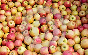 Bulk Apples