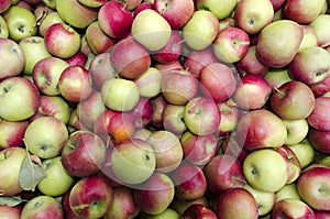 Bulk Apples in Bin