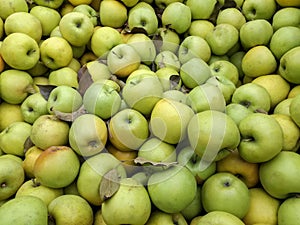 Bulk Apples in Bin. Ripe sweet green apples. Fresh organic apples from above for sale. Close-up. Full frame