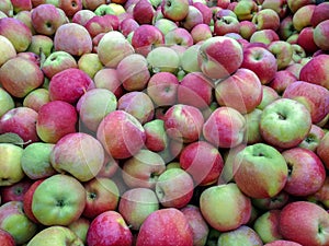 Bulk Apples in Bin. Ripe sweet red apples. Fresh organic apples from above for sale. Close-up. Full frame