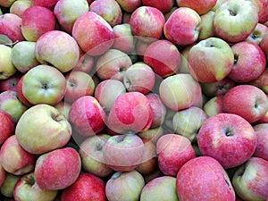Bulk Apples in Bin. Ripe sweet red apples. Fresh organic apples from above for sale. Close-up. Full frame