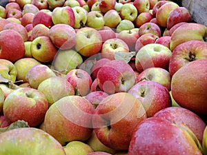 Bulk Apples in Bin. Ripe sweet red apples. Fresh organic apples from side for sale. Close-up. Full frame