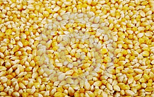 Bulk of corn grains