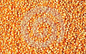 Bulk of corn grains