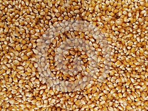 Bulk of corn grains. Corn texture. Yellow corns as background. Corn vegetable pattern. Background of bulk of yellow corn grains. S