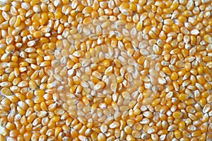 bulk corn kernels