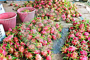 Bulk of dragon fruit on floor prepare for sale in fresh market