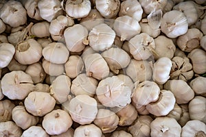Bulk Garlic for Sale